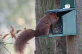 Eurasian red squirrel (Sciurus vulgaris) on a feeder, Lorraine, France