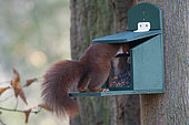Eurasian red squirrel (Sciurus vulgaris) on a feeder, Lorraine, France