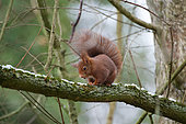 Eurasian red squirrel (Sciurus vulgaris) scratching itself, Lorraine, France