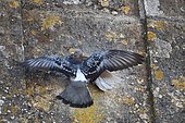 Rock Dove (Columba livia) couple, Portugal