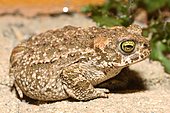 Natterjack Toad (Epidalea calamita), Portugal
