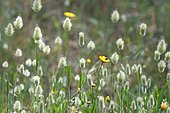 Harestail grass (Lagurus ovatus), Portugal
