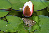 Perez's Frog (Pelophylax perezi) on water lily, Portugal