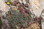 Common kidneyvetch (Anthyllis vulneraria), Portugal