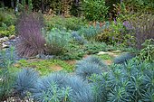 Little Bluestem (Schizachyrium scoparium) 'Blue Haven', Blue Fescue (Festuca glauca) 'Intense blue', terracotta surrounded by Kidney weed (Dichondra repens), Euphorbia (Euphorbia characias), Mint shrub (Elsholtzia stauntonii), garden in autumn, Ariège, France