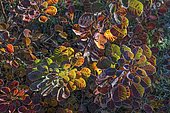 European smoketree (Cotinus coggygria) 'Young Lady', garden in autumn, Ariège, France