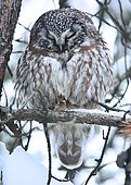 Tengmalm's Owl (Aegolius funereus) resting in a pine forest, Quebec, Canada