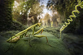 Praying mantis (Mantis religiosa) in a forest near the Po river, Luzzara, Reggio Emilia, northern Italy