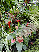 Anthurium, Chlorophytum comosum, Cordyline fructicosa 'Tricolor', Guzmania lingulata, Jardin tropical, Le Parc floral de la Court d'Aron, Saint-Cyr-en-Talmondais, Vendée, France