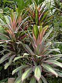 Cordyline fructicosa 'Tricolor', Jardin tropical, Le Parc floral de la Court d'Aron, Saint-Cyr-en-Talmondais, Vendée, France