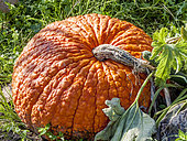 Cucurbita maxima 'Red Warty Thing'