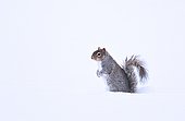 Gray squirrel (Sciurus carolinensis) in the snow, Quebec, Canada