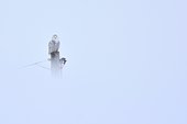 Snowy Owl (Bubo scandiacus) in the middle of the snow, Quebec, Canada