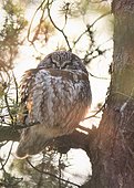 Tengmalm's Owl (Aegolius funereus) on pine forest, Québec Canada