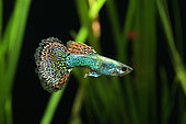 Guppy (Poecilia reticulata) 'Dragon mosaic' mâle de profil en aquarium