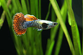Guppy (Poecilia reticulata) 'Dragon mosaic' mâle de profil en aquarium