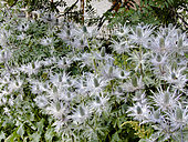 Eryngium alpinum (Chardon Bleu des Alpes), Parc national de la Vanoise, Savoie, France