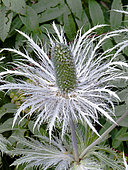 Eryngium alpinum (Chardon Bleu des Alpes), Parc national de la Vanoise, Savoie, France