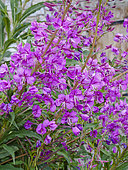 Epilobium angustifolium, Epillobe en épi, Parc national de la Vanoise, Savoie, France