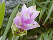 Curcuma alismatifolia