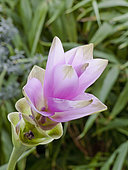 Curcuma alismatifolia