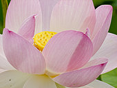 Sacred lotus (Nelumbo nucifera), flower