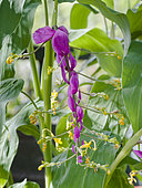 Globba winitii