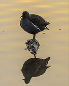 Moorhen (Gallinula chloropus) and its reflection, Etang de Commelles, Picardie, France