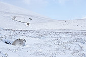 Lièvre variable (Lepus timidus) couché dans la neige, Cairngorm, Écosse