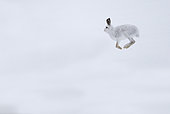 Lièvre variable (Lepus timidus) sautant dans la neige, Cairngorm, Écosse