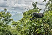 Mountain Gorilla (Gorilla beringei beringei) in the habitat, Bwindi Impenetrable National Park, Uganda, Africa