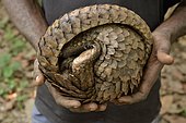 Long-tailed pangolin (Phataginus tetradactyla) in the hands of a poacher, bushmeat, Mangamba, Littoral Province, Cameroon, Africa