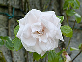 Rosa 'New Dawn' Obtenteur : Somerset (GBR) 1930