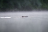 Castor d'Europe (Castor fiber) nageant à la surface, dans la brume, Bras mort du fleuve Rhône, Savoie, France