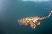 Castor d'Europe (Castor fiber) nageant sous l'eau, Bras mort du fleuve Rhône, Savoie, France