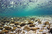 Underwater landscape, slow moving, in the clear waters of the river "livelyt Guiers", Pont Saint-Martin, Savoie, France