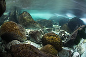 Paysage subaquatique, en pose lente, dans les eaux limpides de la rivière "Guiers vif", Savoie, France