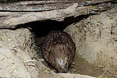 European beaver (Castor fiber) using a heavily dug-out path, due to the repeated beaver passages, topped with beaver-eaten wood that may suggest that it is inside its hut, Ain, France