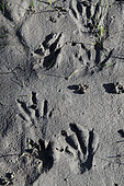 Traces of European Beaver (Castor fiber) in the mud, Savoie, France