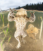 Crapaud commun (Bufo bufo) cherchant à s'accrocher, par reflexe, sur le dôme de l'appareil photo en période de reproduction, Ain, France