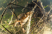 Reproduction des Crapauds communs (Bufo bufo) et leurs oeufs dans un lac, Ain, France