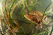 Reproduction of Common Toads (Bufo bufo) and their eggs in a lake, Ain, France