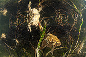 Reproduction des Crapauds communs (Bufo bufo) et leurs oeufs dans un lac, Ain, France
