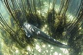 Wels Catfish (Silurus glanis) resting on bottom, Lake Neuchâtel, Canton of Neuchâtel, Switzerland