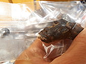 Warasebo (Odontamblyopus lacepedii), Kyushu Island, Japan, dried fish marketed, to be eaten, in a local shop in Japan. This long-lived fish lives in the mud. His head, and especially his strong teeth, earned him the nickname "alien" in reference to the creature of the science fiction film.