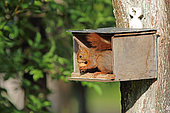 Eurasian red Squirrel (Sciurus vulgaris) with a nut, Normandy, France