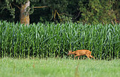 Roe deer (Capreolus capreolus) female in front of a cornfield, Normandy, France
