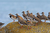 Ruddy Turnstones (Arenaria interpres) on granite rock, La Hague, Cotentin, Normandy, France