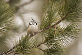 Crested Tit (Lophophanes cristatus) on pine tree, Switzerland