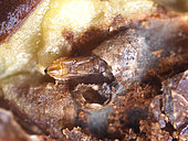 Olive tree fly (Bactrocera oleae) pupa in an olive gallery, the opening of the pupa shows a parasitoid nymph (Eupelmus confusus), close to its emergence.